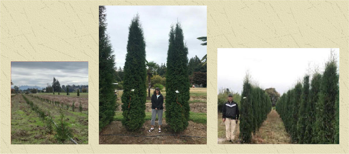 Thin Man Arborvitae at the farm